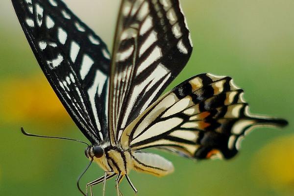 蝴蝶是不是益虫，幼虫期是害虫、成虫期是益虫