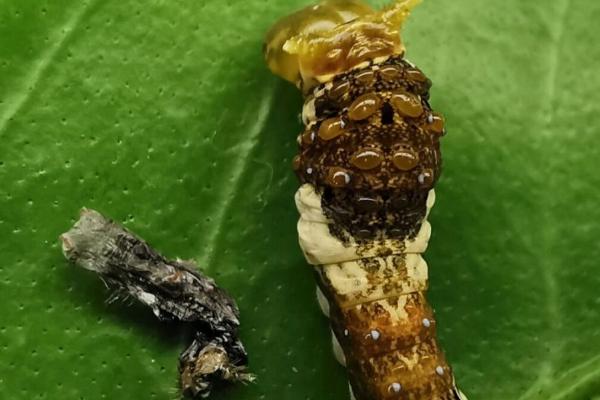 蝴蝶是不是益虫，幼虫期是害虫、成虫期是益虫