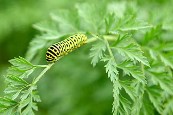 蝴蝶是不是益虫，幼虫期是害虫、成虫期是益虫