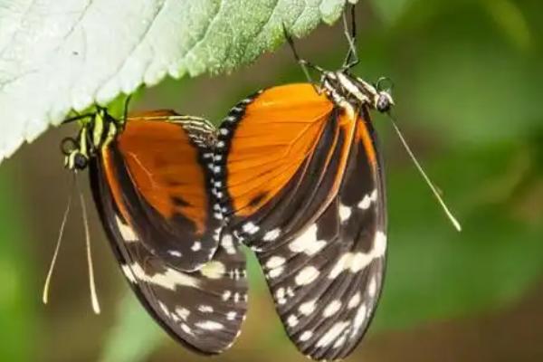 蝴蝶是不是益虫，幼虫期是害虫、成虫期是益虫