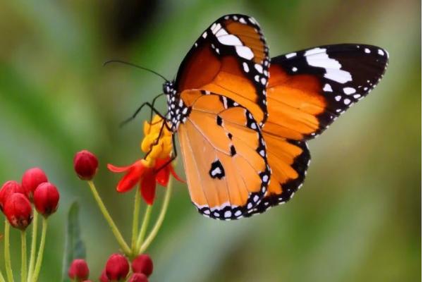 蝴蝶是不是益虫，幼虫期是害虫、成虫期是益虫