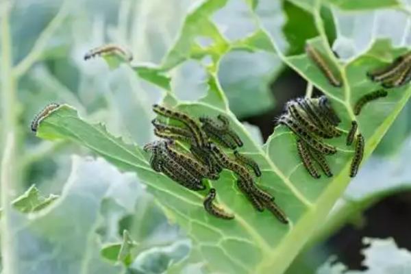 蝴蝶是不是益虫，幼虫期是害虫、成虫期是益虫