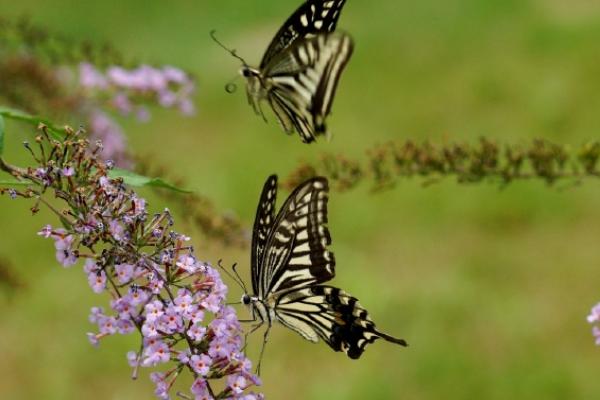 蝴蝶是不是益虫，幼虫期是害虫、成虫期是益虫