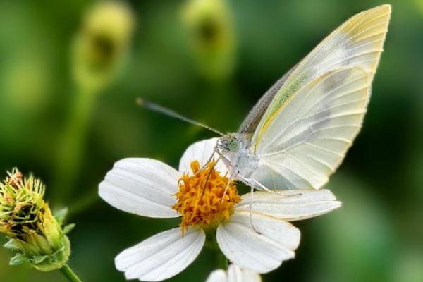 蝴蝶是不是益虫，幼虫期是害虫、成虫期是益虫