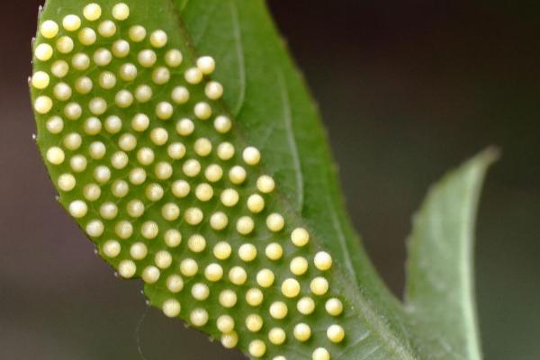 蝴蝶是不是益虫，幼虫期是害虫、成虫期是益虫