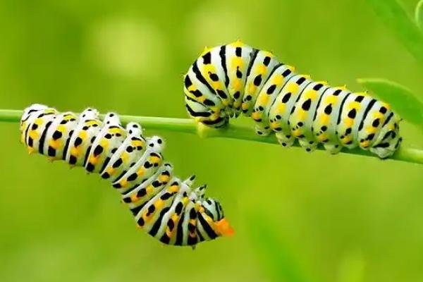 蝴蝶是不是益虫，幼虫期是害虫、成虫期是益虫