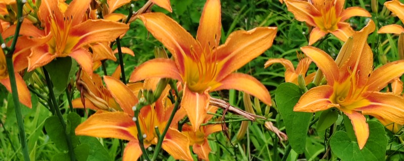 萱草的花语，寓意是隐藏的爱、忘忧、疗愁等