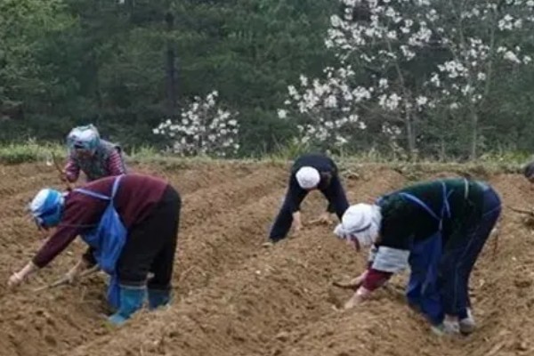 抱子甘蓝的种植方式，春夏冬三季均可种植