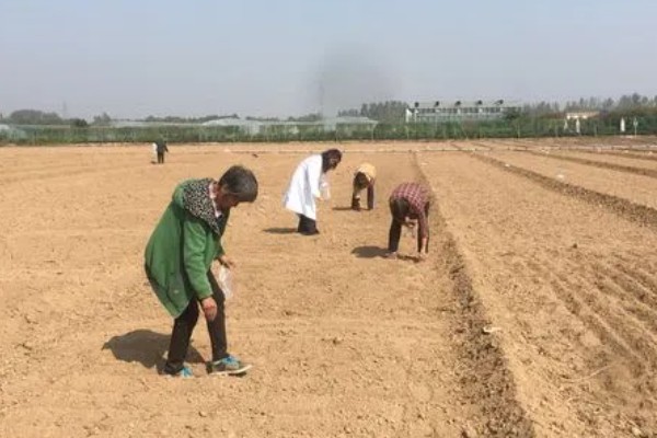 抱子甘蓝的种植方式，春夏冬三季均可种植