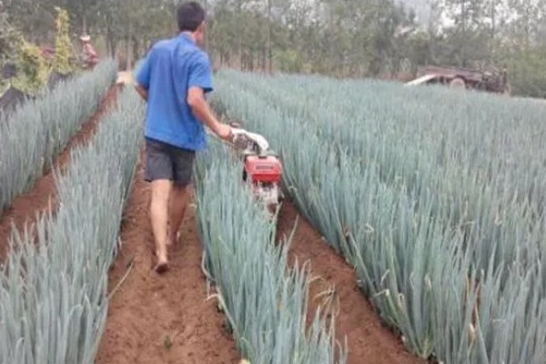 大葱怎么种植，播种后保持适温可加快出苗速度