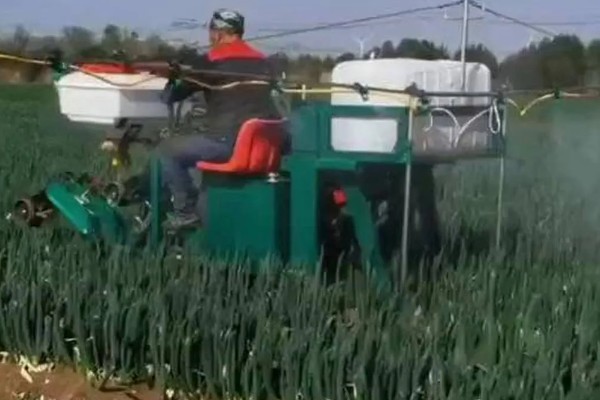 大葱怎么种植，播种后保持适温可加快出苗速度