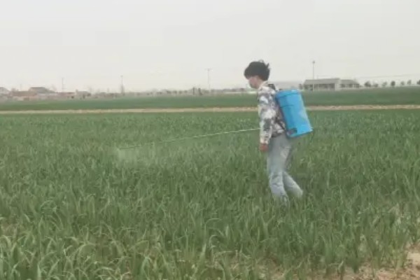 大葱怎么种植，播种后保持适温可加快出苗速度