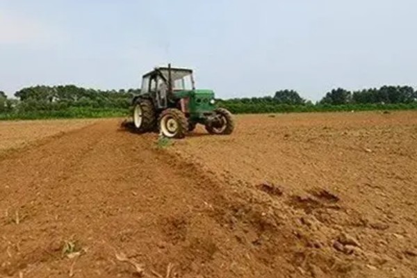 大葱怎么种植，播种后保持适温可加快出苗速度