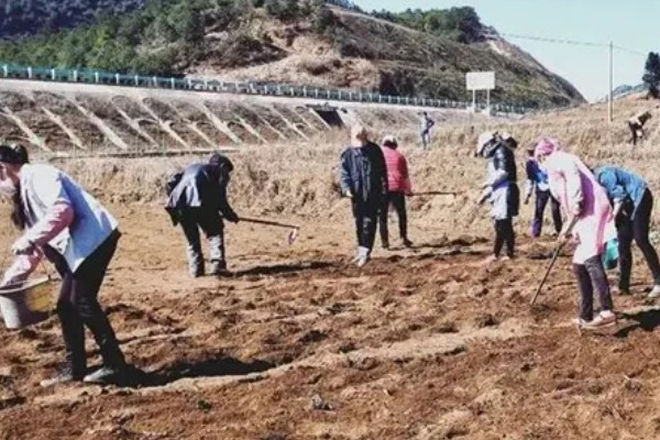 大葱怎么种植，播种后保持适温可加快出苗速度