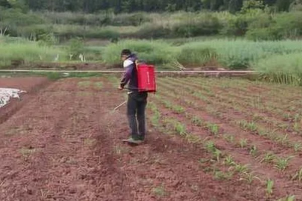 大葱怎么种植，播种后保持适温可加快出苗速度