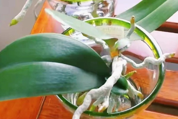 蝴蝶兰茎腐病的防治方法,及时将其进行脱盆脱土处理