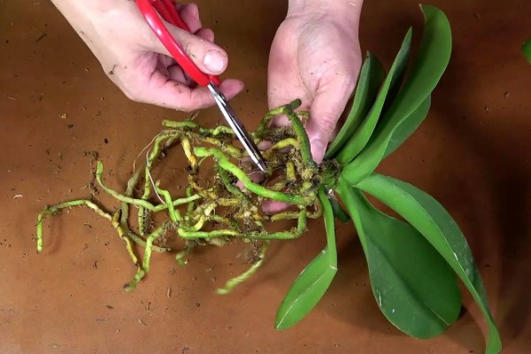 蝴蝶兰茎腐病的防治方法,及时将其进行脱盆脱土处理