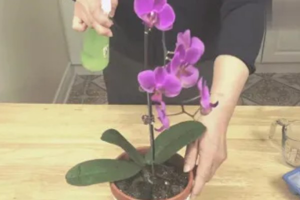 蝴蝶兰茎腐病的防治方法,及时将其进行脱盆脱土处理