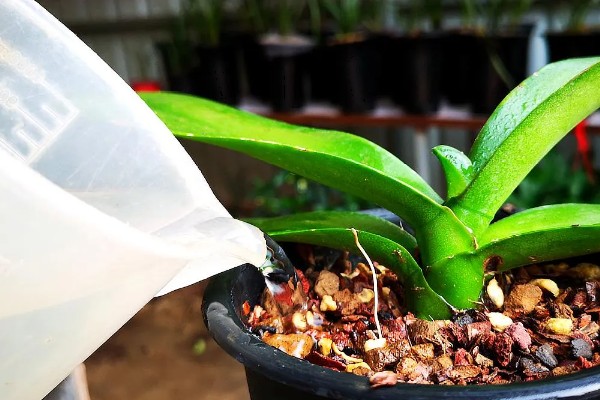 蝴蝶兰茎腐病的防治方法,及时将其进行脱盆脱土处理