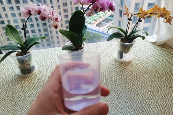 蝴蝶兰茎腐病的防治方法,及时将其进行脱盆脱土处理