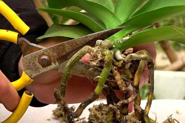 蝴蝶兰茎腐病的防治方法,及时将其进行脱盆脱土处理