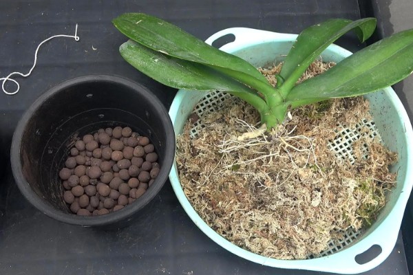 蝴蝶兰茎腐病的防治方法,及时将其进行脱盆脱土处理