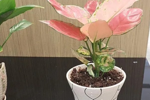 如意皇后花怎么养爆盆，及时修剪徒长枝、密集枝等