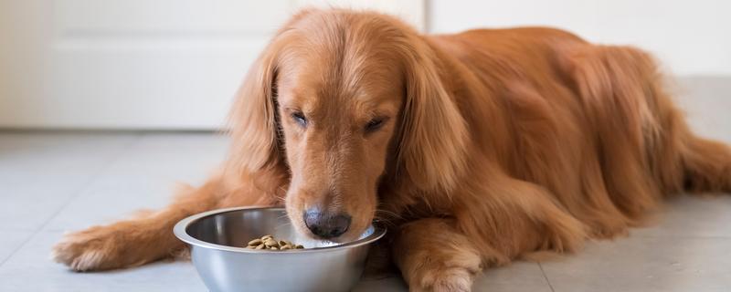 狗狗为什么不吃东西，可能是天气炎热、犬粮变质等因素所致