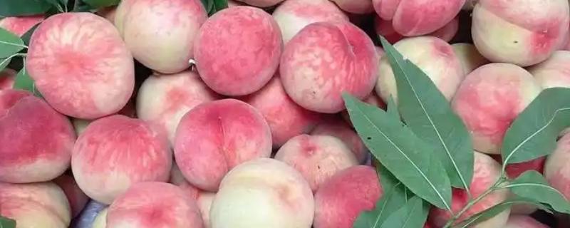 水蜜桃与桃子有什么区别，按以下方式可以和不同品种做区分