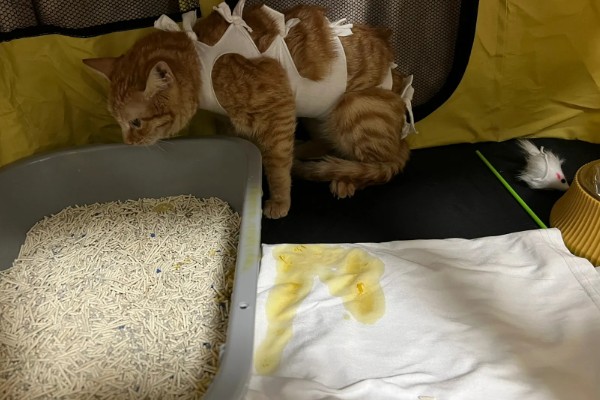 猫咪肠胃炎的种类，包含细菌性感染、寄生虫感染等