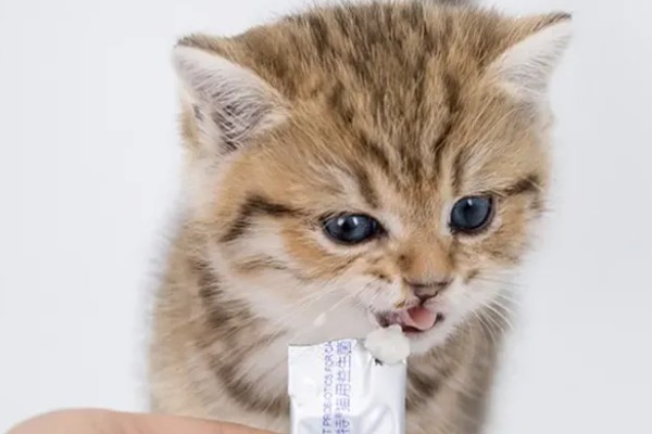 猫咪肠胃炎的种类，包含细菌性感染、寄生虫感染等