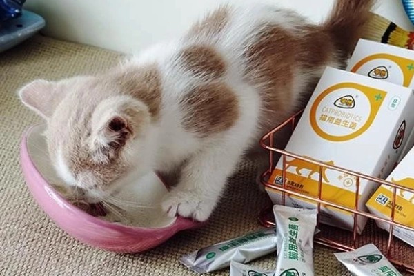 猫咪肠胃炎的种类，包含细菌性感染、寄生虫感染等