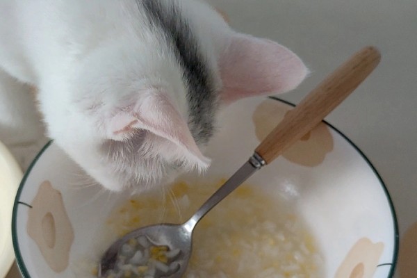 猫咪肠胃炎的种类，包含细菌性感染、寄生虫感染等