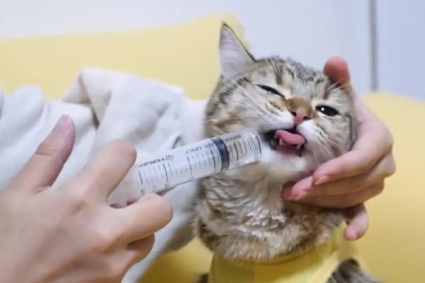 猫咪肠胃炎的种类，包含细菌性感染、寄生虫感染等
