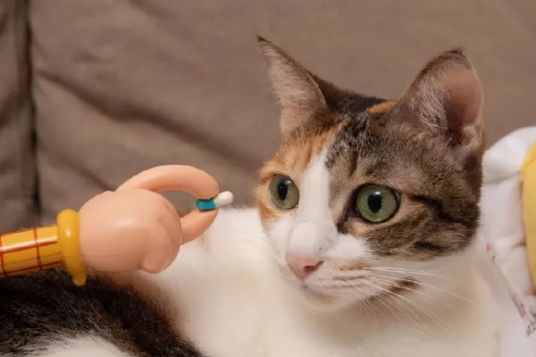 猫咪肠胃炎的种类，包含细菌性感染、寄生虫感染等