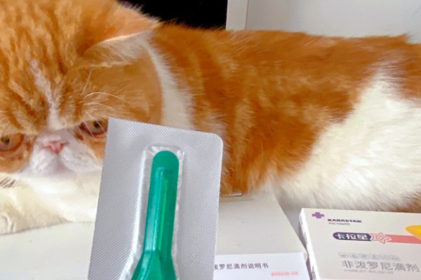 猫咪肠胃炎的种类，包含细菌性感染、寄生虫感染等