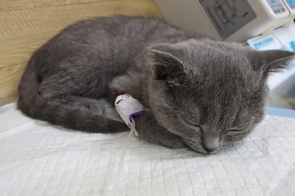 猫咪肠胃炎的种类，包含细菌性感染、寄生虫感染等