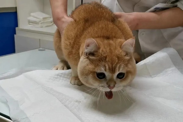 猫咪肠胃炎的种类，包含细菌性感染、寄生虫感染等