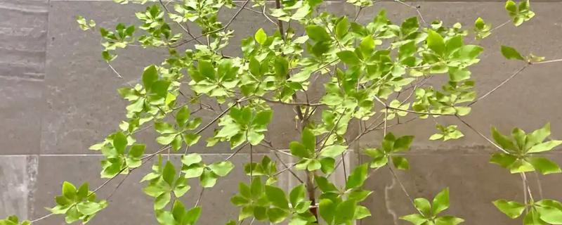 怎么养吊钟树，喜欢在高温高湿的环境中生长