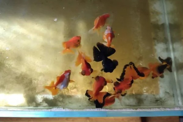 鱼缸水质怎么检测，可以用专门的设备或试纸