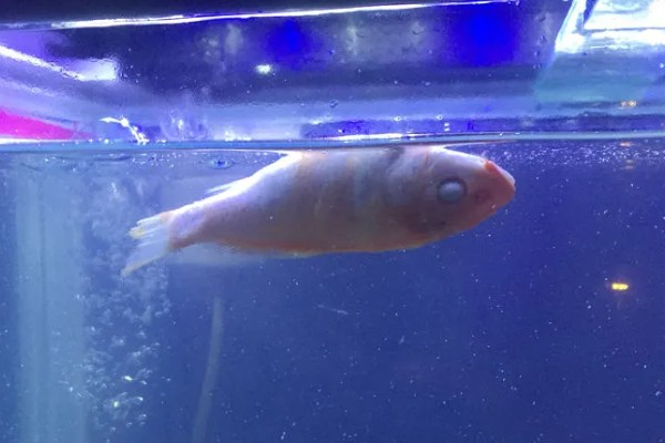 鱼缸水质怎么检测，可以用专门的设备或试纸
