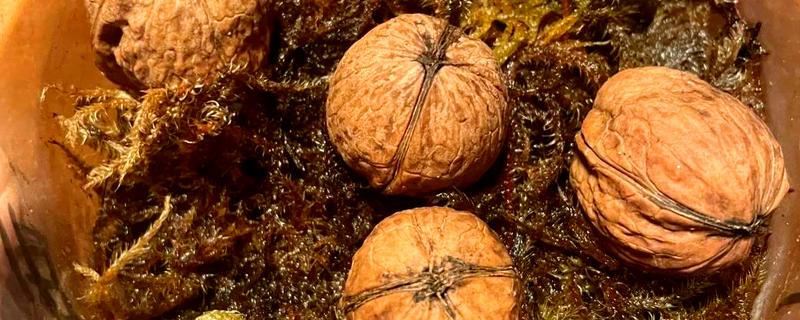 核桃种子如何催芽，以下五种方式均可采取