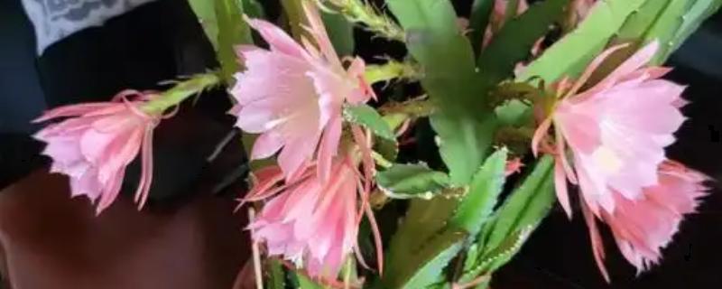 令箭荷花能吃吗，是可以吃的