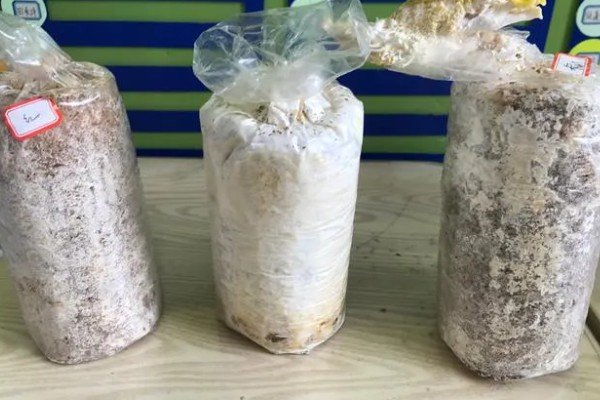 鸡枞菌如何人工种植，每个月对菌包浇水1-3次