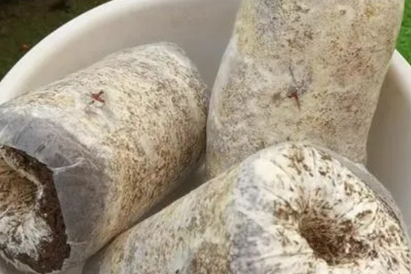 鸡枞菌如何人工种植，每个月对菌包浇水1-3次