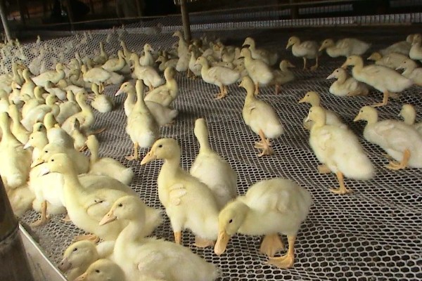 小鸭子是喂生米还是熟米，一般是喂食熟米