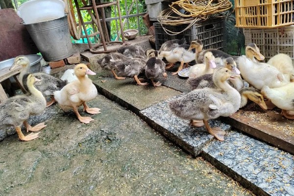 小鸭子是喂生米还是熟米，一般是喂食熟米