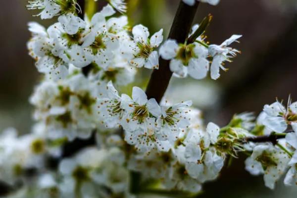 李子花的颜色，花朵呈白色