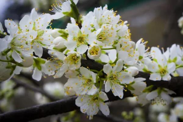 李子花的颜色，花朵呈白色