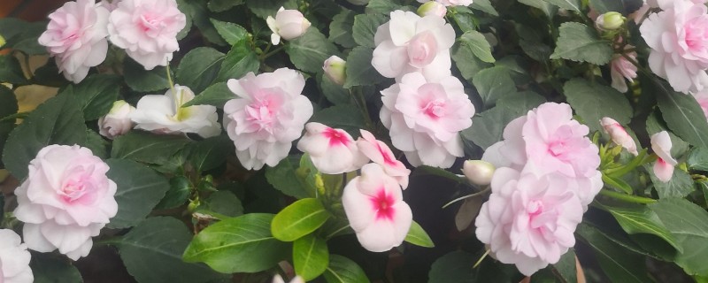 水梅花怎么养殖，每隔3个月追肥一次